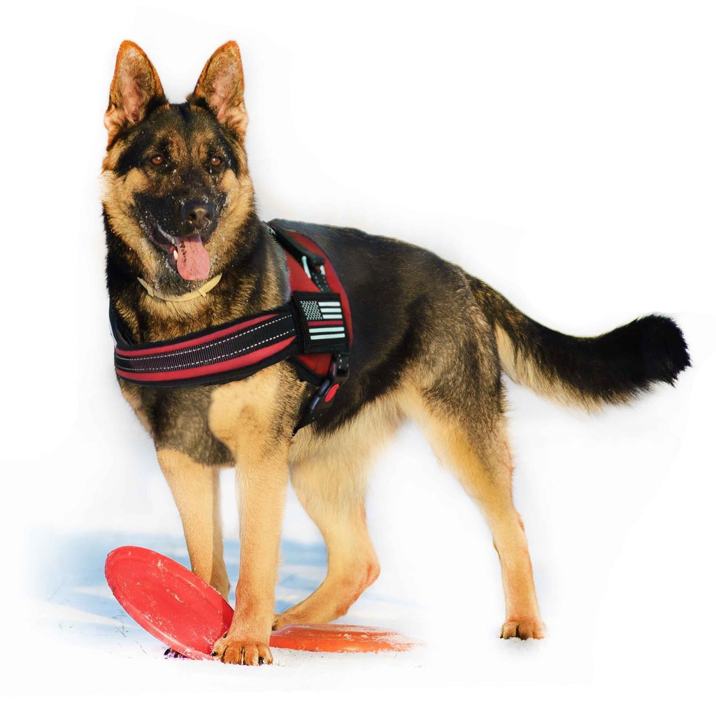 Thin Red Line Dog Harness | Multiple Sizes